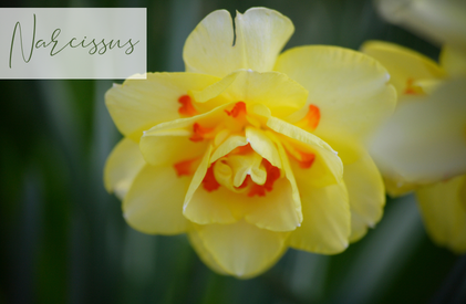Shop Narcissus